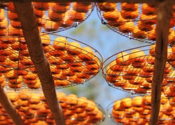 Mangiare cachi fa bene alla salute: proprietà e benefici