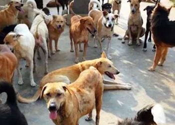 Anziano muore a Marsala, in casa trovati 19 cani e 15 gatti denutriti