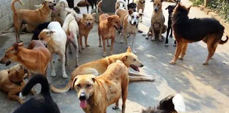 Anziano muore a Marsala, in casa trovati 19 cani e 15 gatti denutriti