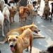 Anziano muore a Marsala, in casa trovati 19 cani e 15 gatti denutriti