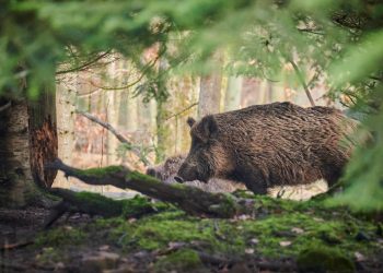 Cinghiali positivi alla trichinella, scoperto focolaio: rischio trichinellosi per l'uomo
