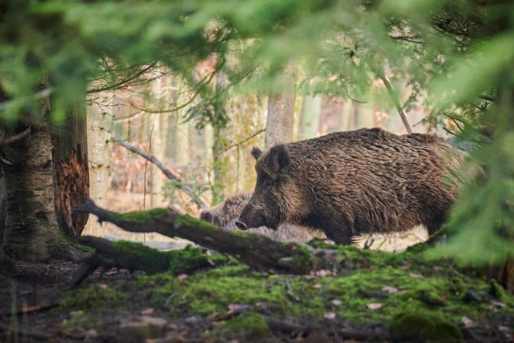 Cinghiali positivi alla trichinella, scoperto focolaio: rischio trichinellosi per l'uomo