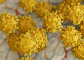 Covid Ragusa, 62 nuovi positivi in 24 ore