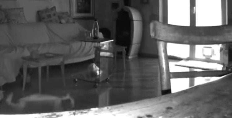 Fortissimo terremoto nelle Marche, la paura e la fuga nei VIDEO è impressionante