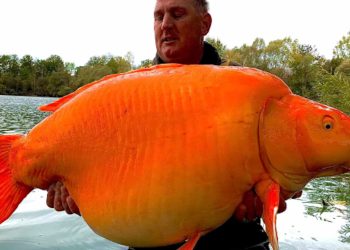 Gigantesco pesce rosso pescato in un lago francese, grande come un cane: pesa 30 kg