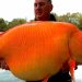 Gigantesco pesce rosso pescato in un lago francese, grande come un cane: pesa 30 kg