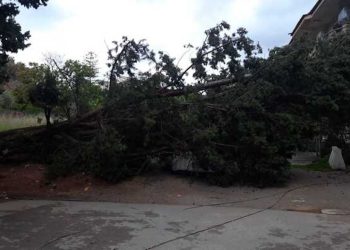 Maltempo, alberi caduti a Bagheria e Palermo