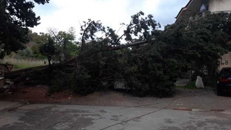 Maltempo, alberi caduti a Bagheria e Palermo