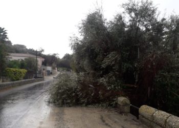 Maltempo a Scicli, alberi caduti (FOTO) e zone senza energia elettrica. Sindaco: restate a casa