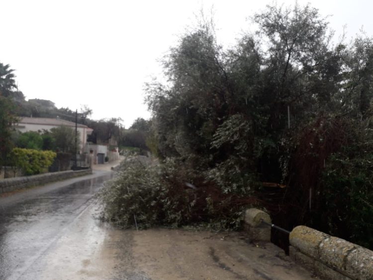 Maltempo a Scicli, alberi caduti (FOTO) e zone senza energia elettrica. Sindaco: restate a casa