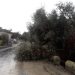 Maltempo a Scicli, alberi caduti (FOTO) e zone senza energia elettrica. Sindaco: restate a casa