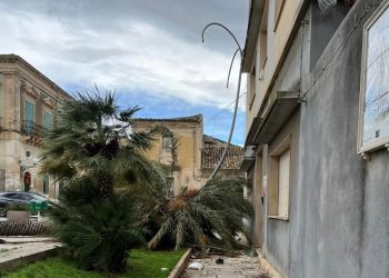 Maltempo Vittoria, cade una palma nel centro storico