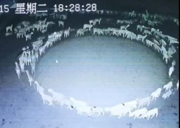 Le pecore che non si fermano mai da 10 giorni: è mistero in Cina VIDEO