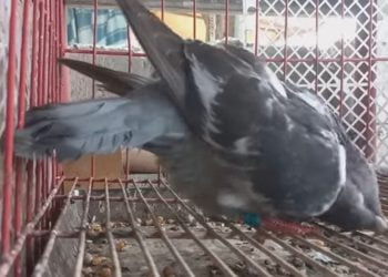 Piccioni zombie per un virus letale: è allarme in Gran Bretagna