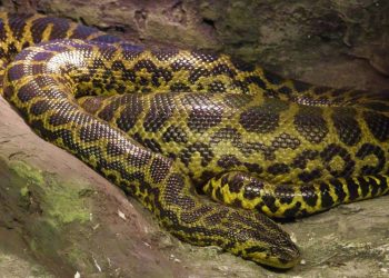 Australia, bambino salvato dalla morsa di un pitone di 3 metri