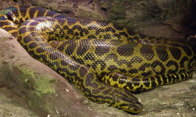 Australia, bambino salvato dalla morsa di un pitone di 3 metri