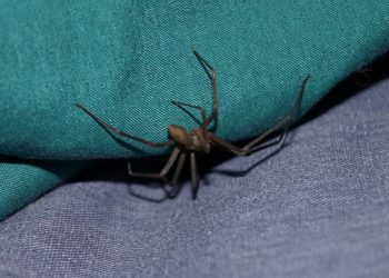 Allarme ragno violino in Sicilia, uomo morso ad una gamba