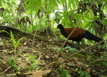 Uccello rarissimo riapparso dopo 140 anni, scienziati: come aver trovato un unicorno o Bigfoot