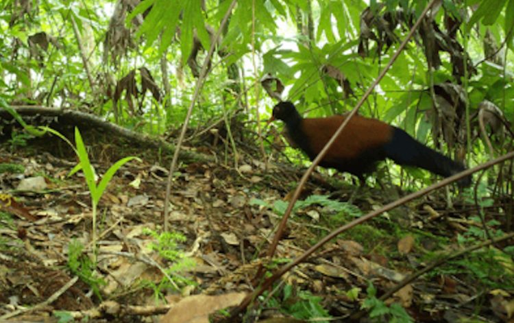 Uccello rarissimo riapparso dopo 140 anni, scienziati: come aver trovato un unicorno o Bigfoot