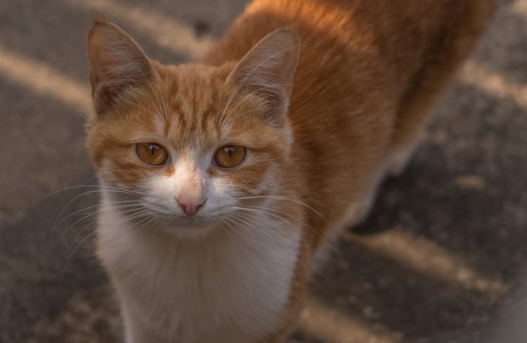 Orrore a Palermo, uccide gatto e lo mangia