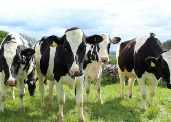 Virus Ehd in Sicilia, Abbate: ripresa la movimentazione del bestiame in 6 province