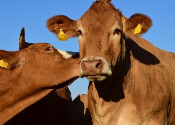 Il virus dell'Ehd individuato in Sicilia, non esiste vaccino