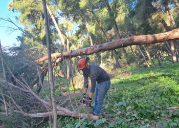 Avviati lavori di rimboschimento nel Parco della Favorita a Palermo