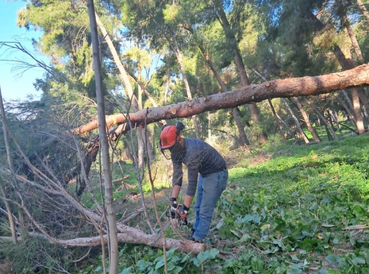 Avviati lavori di rimboschimento nel Parco della Favorita a Palermo