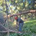 Avviati lavori di rimboschimento nel Parco della Favorita a Palermo