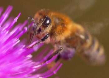 Crescono le risorse per l’apicoltura
