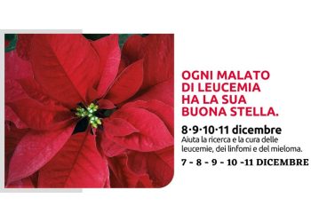 Stelle di Natale, Ail di Ragusa nelle piazze