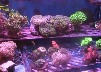 Intercettati a Fiumicino pesci tropicali rari importati illegalmente