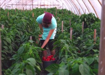 Ue, 186 milioni per promuovere l’agroalimentare di qualità