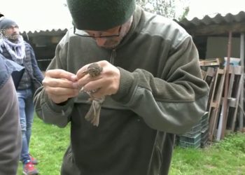 Scoperto traffico illecito di uccelli da richiamo, le immagini