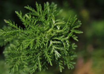 Artemisia: proprietà, usi e controindicazioni