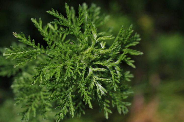 Artemisia: proprietà, usi e controindicazioni