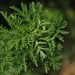 Artemisia: proprietà, usi e controindicazioni
