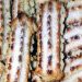 Ricetta biscotti ricci siciliani di mandorla