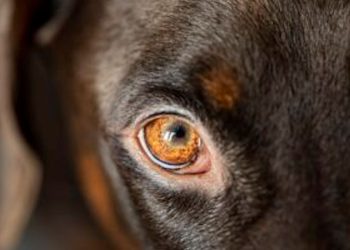 Spara e uccide cane che entra nel suo giardino