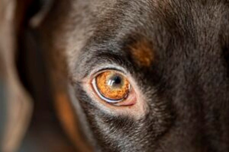 Spara e uccide cane che entra nel suo giardino