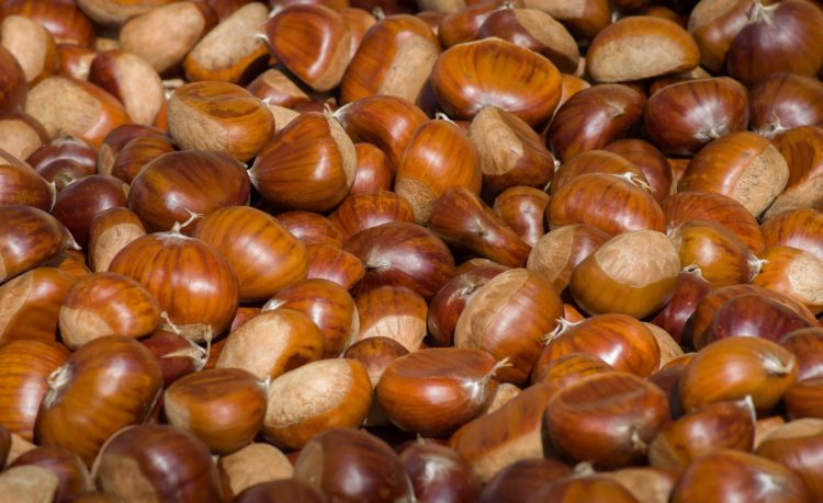 Castagne: proprietà e benefici per la salute
