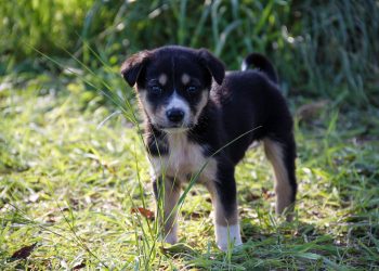 Chi adotta un cane randagio non paga la Tari o riceve 400 euro