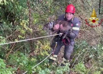 Cane in un dirupo nel bolognese, le immagini del soccorso