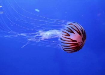 Presentata a Roma l’edizione 2023 del Calendario Cites