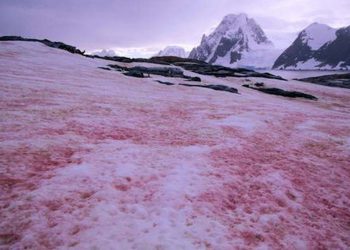 Svelato il mistero della neve rosa: ecco cosa sta succedendo