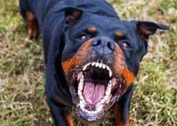 Una anziana di 68 anni, per cause ancora in corso di accertamento, sarebbe stata sbranata da due cani che pare fossero di sua proprietà.