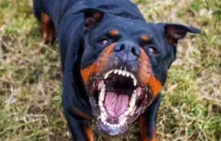 Una anziana di 68 anni, per cause ancora in corso di accertamento, sarebbe stata sbranata da due cani che pare fossero di sua proprietà.