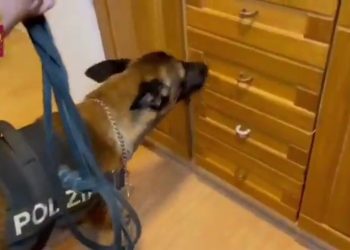 Traffico droga nel Centro-Sud, arresti tra Perugia, Salerno e Trapani