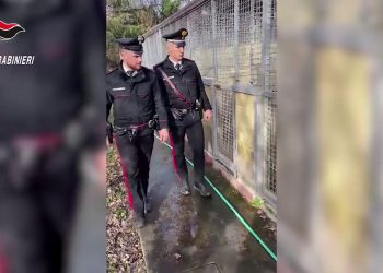 Sequestro in un canile del milanese in cattive condizioni igieniche