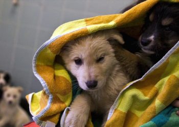 Un Comune campano premia i cittadini che adottano un cane